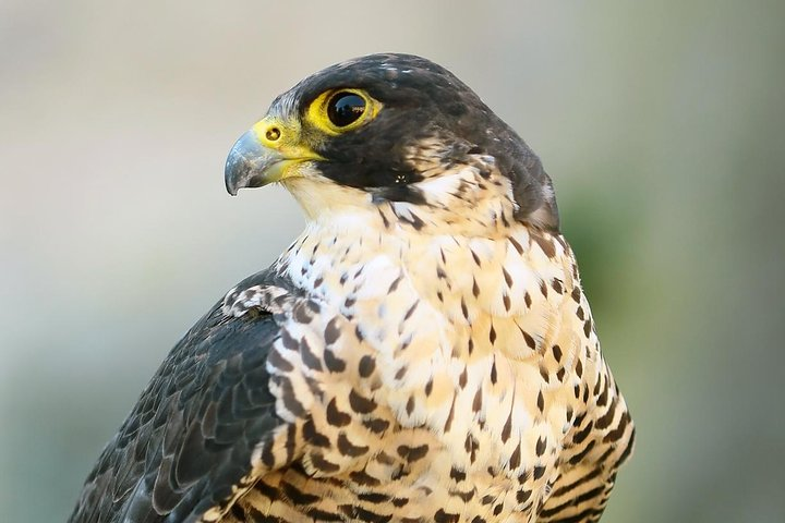 Abu Dhabi Falcon Hospital Tour - Photo 1 of 4